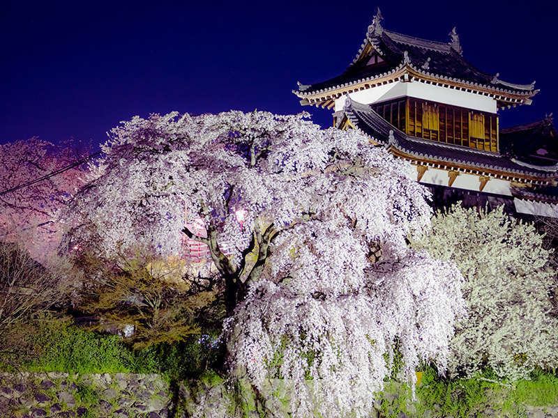 【大和郡山城のライトアップ（春）】「日本さくら名所100選」に選定されてる大和郡山城の桜。城跡一帯に約800本の桜がお堀を囲むように咲き乱れ、「御殿桜」とも呼ばれています。