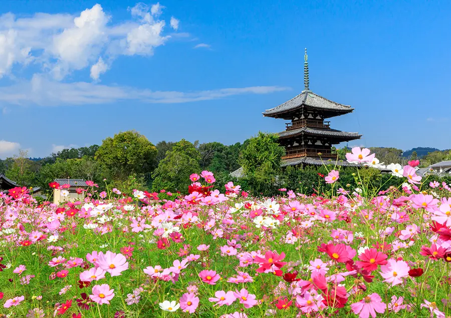 【法起寺周辺のコスモス（秋）】世界遺産を背景にコスモスを楽しめる、秋の斑鳩を代表する風景です。