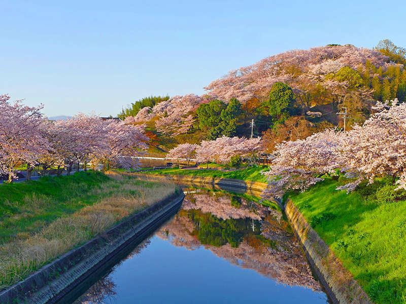 【三室（みむろ）山の桜（春）】和空法隆寺からほど近い、標高82mの小さな山、三室山は散策に手ごろなスポット。麓を流れる竜田川沿いと山の半分を覆う約300本の桜景色が絶景。