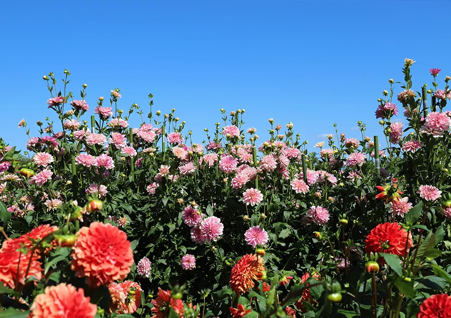【馬見丘陵公園のダリア（秋）】ダリアの球根生産量日本一の奈良県。奈良を代表する花の公園“馬見丘陵公園”では、約120品種1000株のダリアを楽しめます。