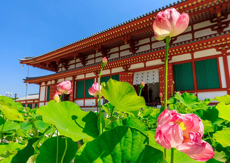 【薬師寺の蓮（夏）】壮麗な歴史的建造物と蓮の花のコントラストが見どころです。