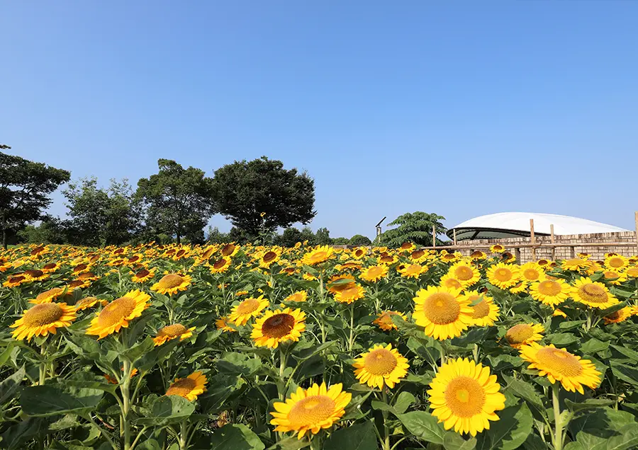 【馬見丘陵公園のひまわり（夏）】広い園内に約20種15万本ものひまわりが咲き誇り、圧巻の景色を楽しめます。
